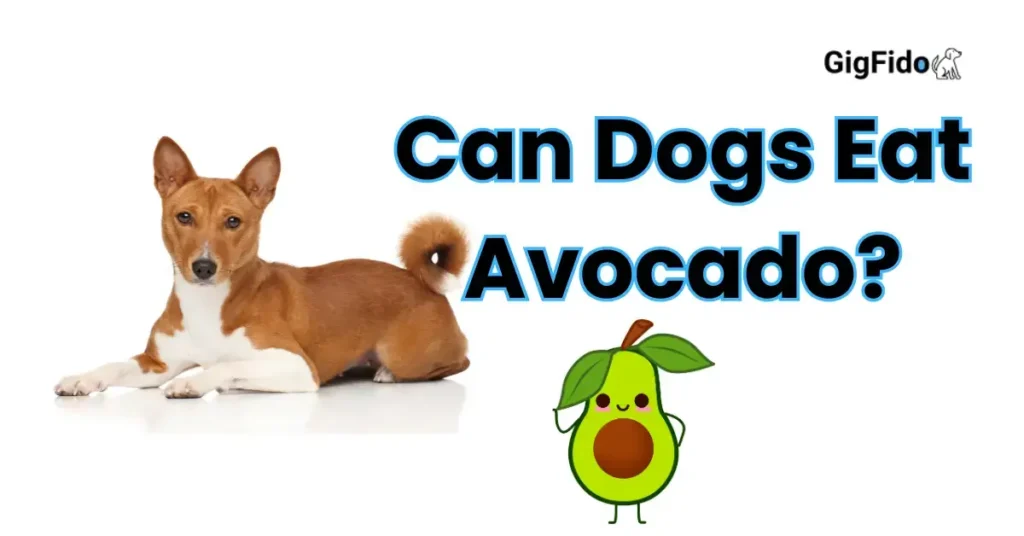 Can Dogs Eat Avocado?