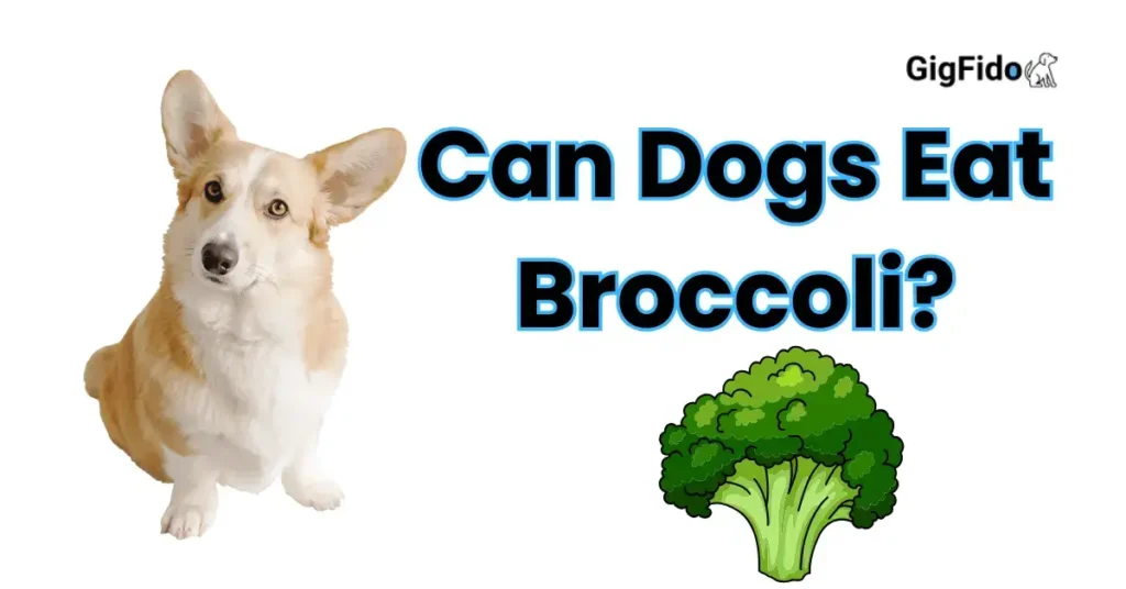 Can Dogs Eat Broccoli?