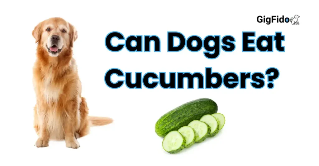 Can Dogs Eat Cucumbers?