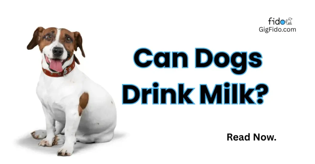 Can Dogs Drink Milk?