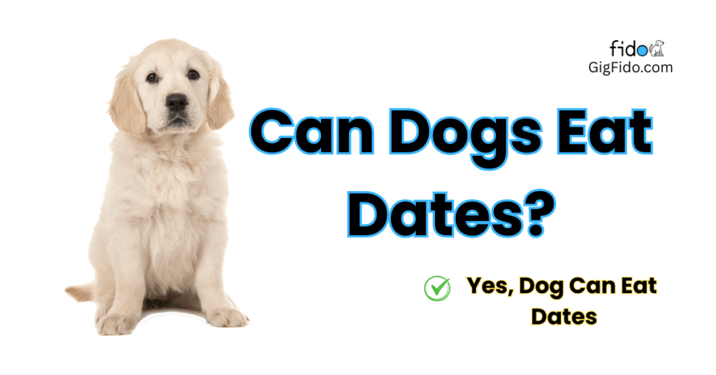 Can Dogs Eat Dates?