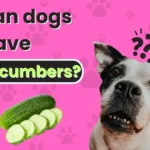can dogs have cucumbers?