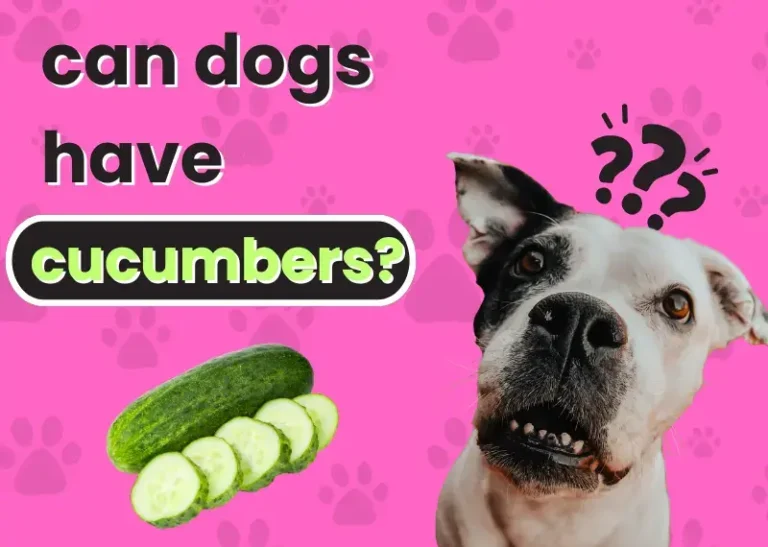 can dogs have cucumbers?