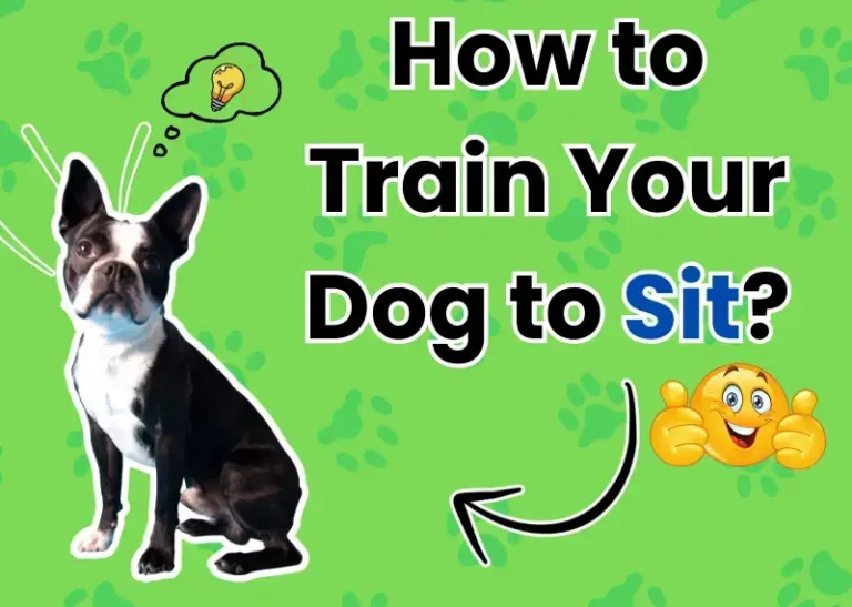 How to Train Your Dog to Sit?