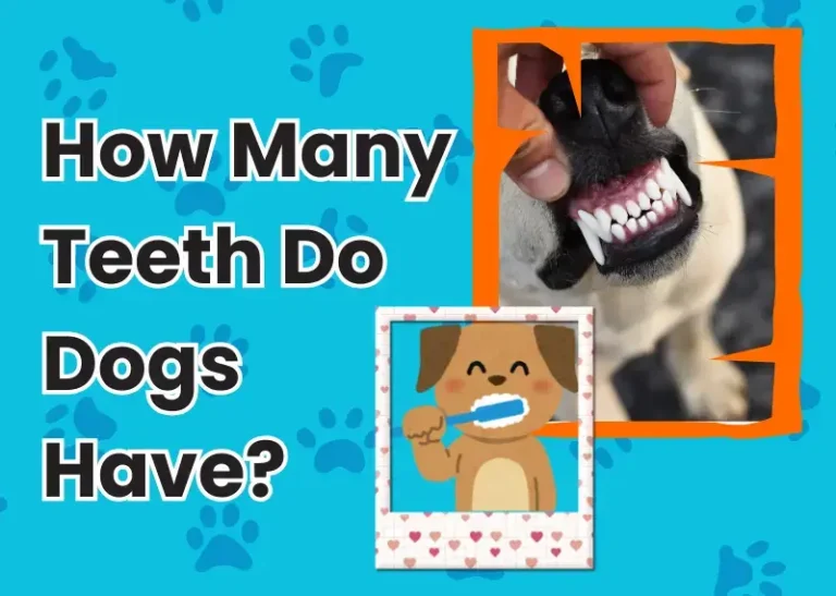 How Many Teeth Do Dogs Have?