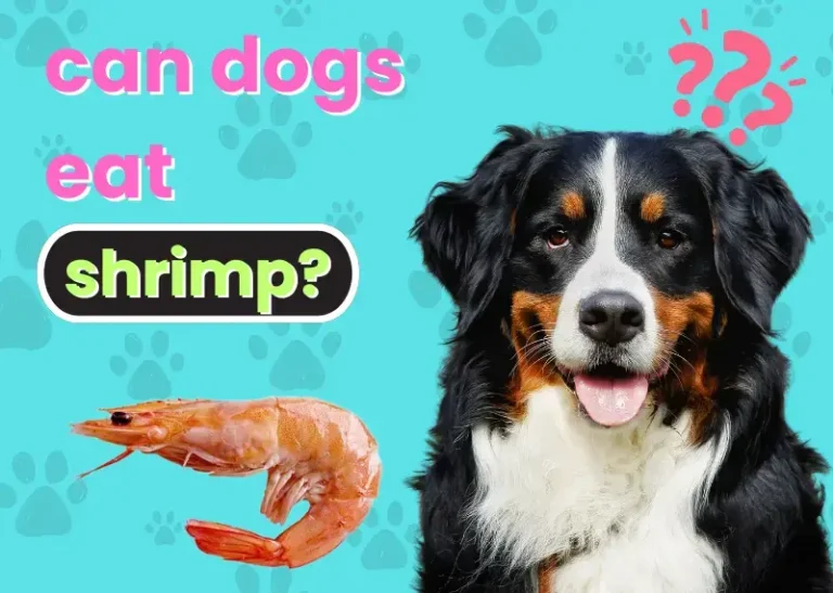 Can Dogs Eat Shrimp?