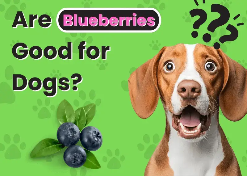Are Blueberries Good for Dogs