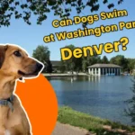 Can Dogs Swim at Washington Park Denver
