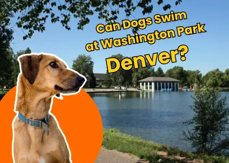 Can Dogs Swim at Washington Park Denver