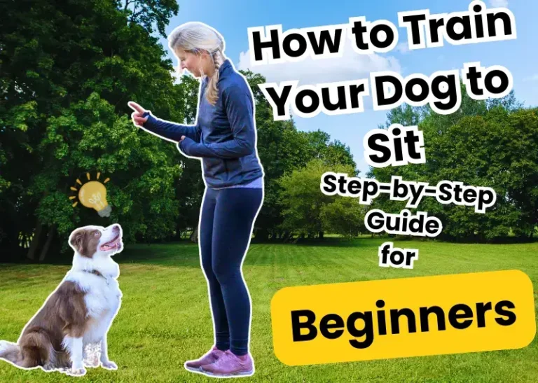 How to Train Your Dog to Sit: Step-by-Step Guide for Beginners