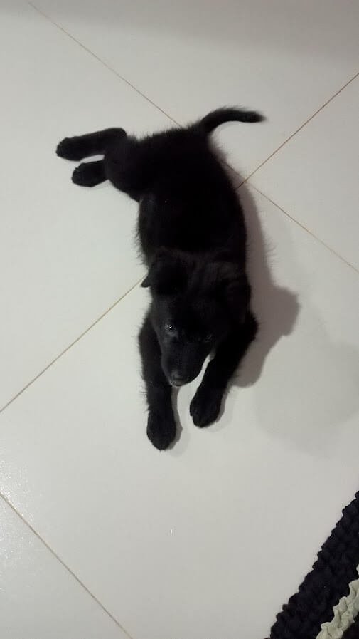 bella