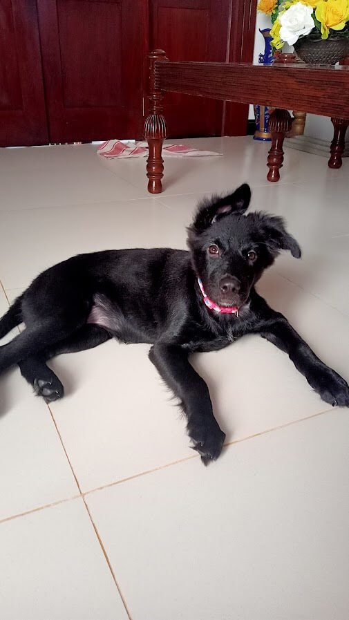bella
