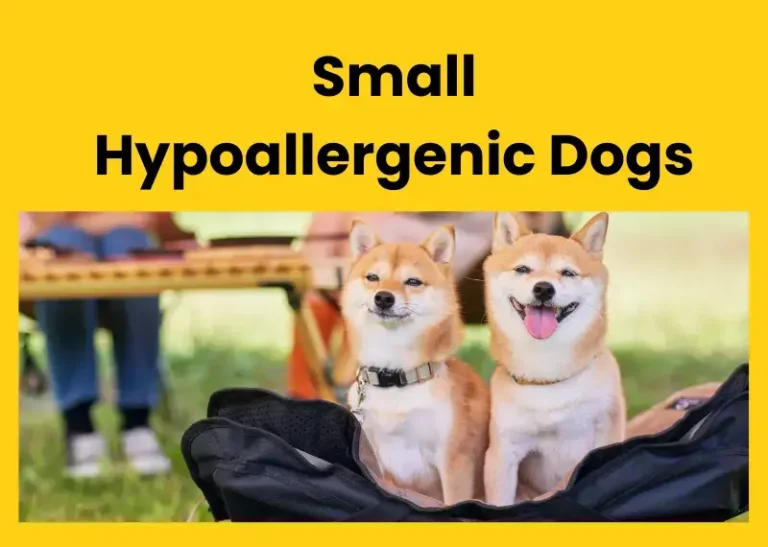 Small Hypoallergenic Dogs