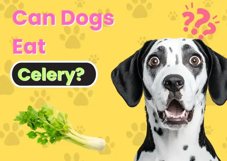 can dogs eat celery?