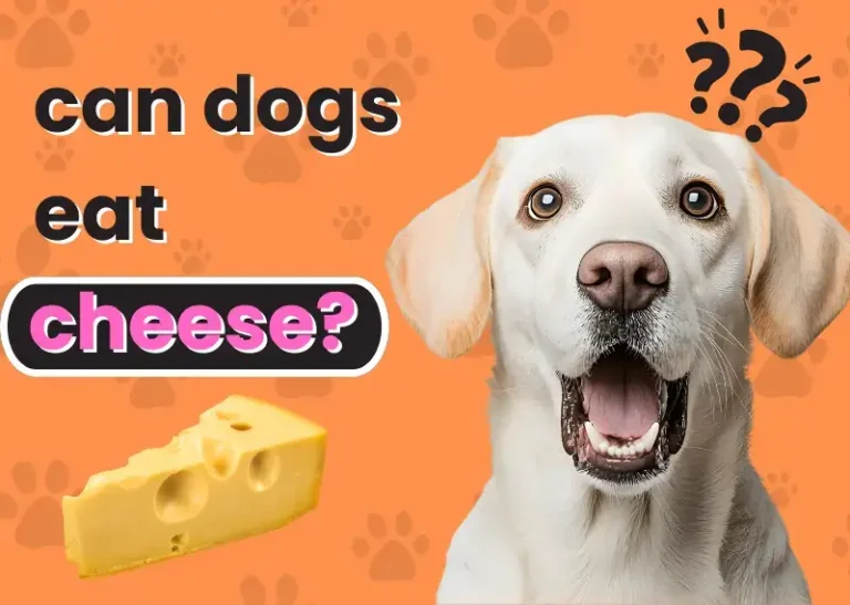 can dogs eat cheese?