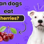 can dogs eat cherries?
