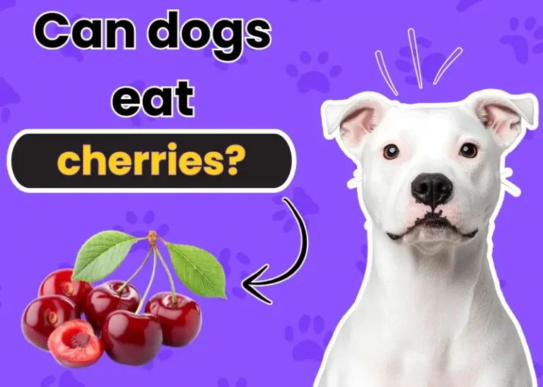 can dogs eat cherries?