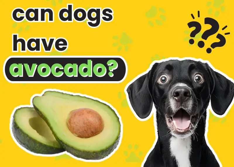 Can Dogs Have Avocado?