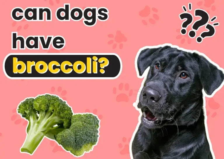 Can Dogs Have Broccoli?
