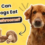 Can Dogs Eat Mushrooms
