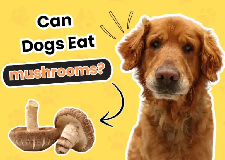 Can Dogs Eat Mushrooms