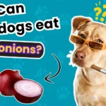 Can Dogs Eat Onions?