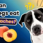 can dogs eat peaches