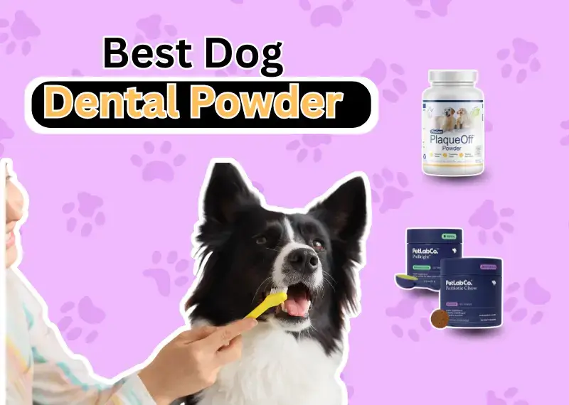 Best Dog Dental Powder