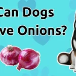 Can Dogs Have Onions