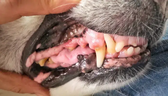 Common Dental Problems in Dogs
