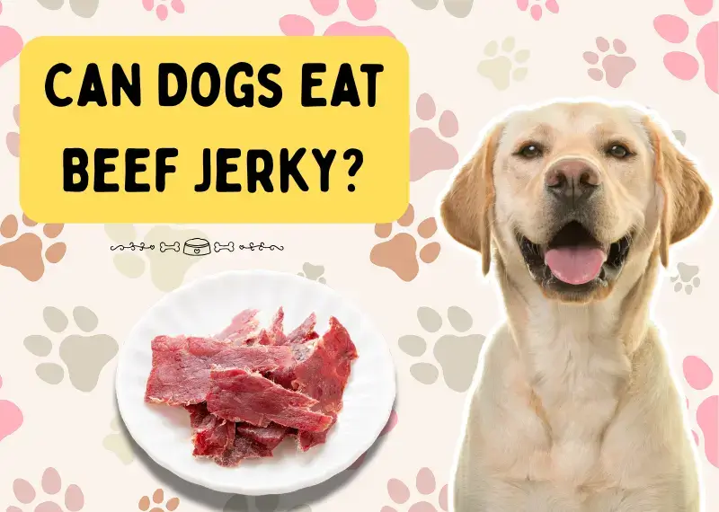 Can Dogs Eat Beef Jerky?
