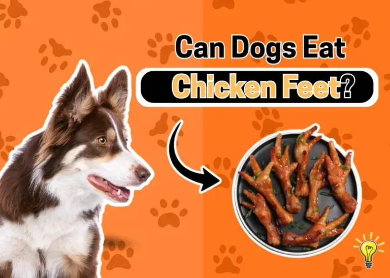 Can Dogs Eat Chicken Feet