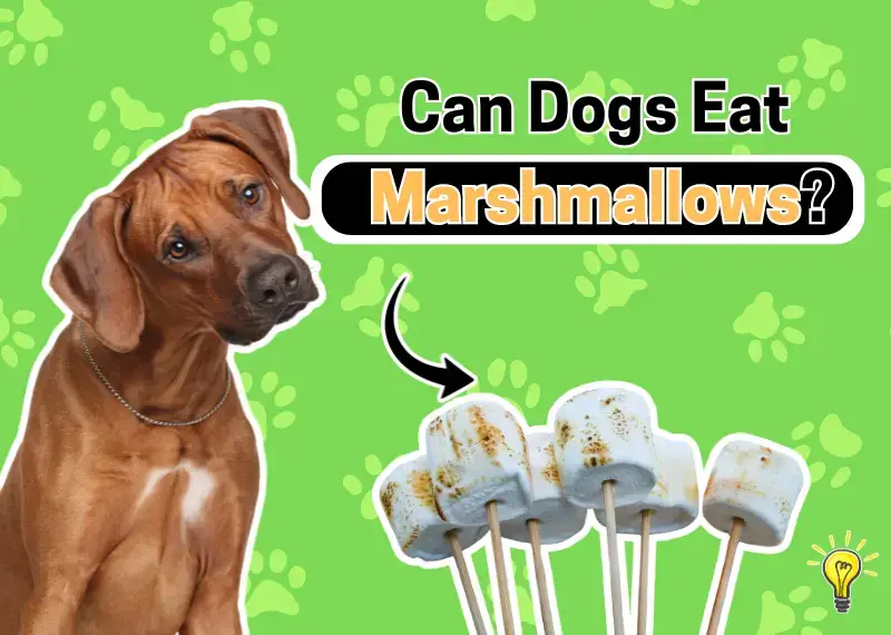 Can Dogs Eat Marshmallows