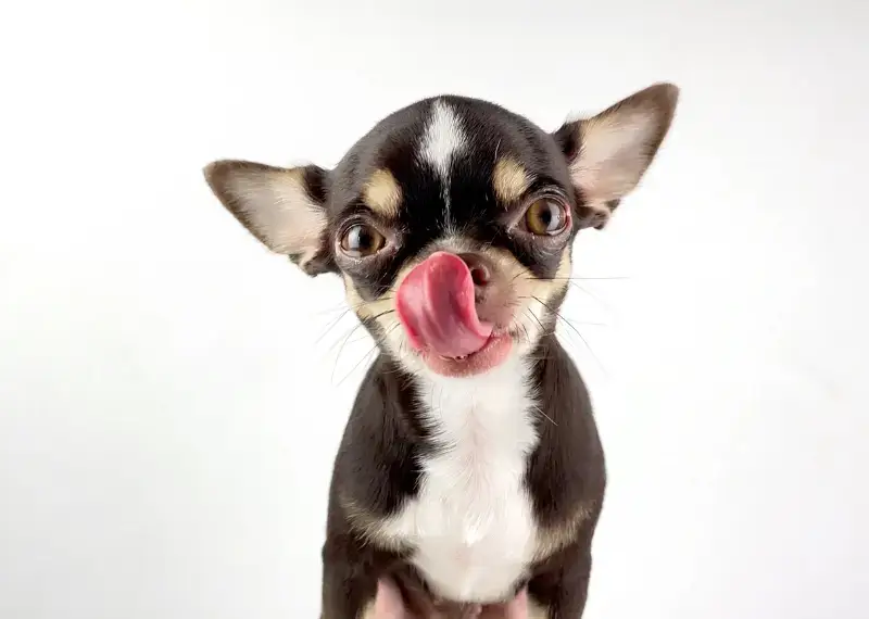 Can Dogs Eat Marshmallows 