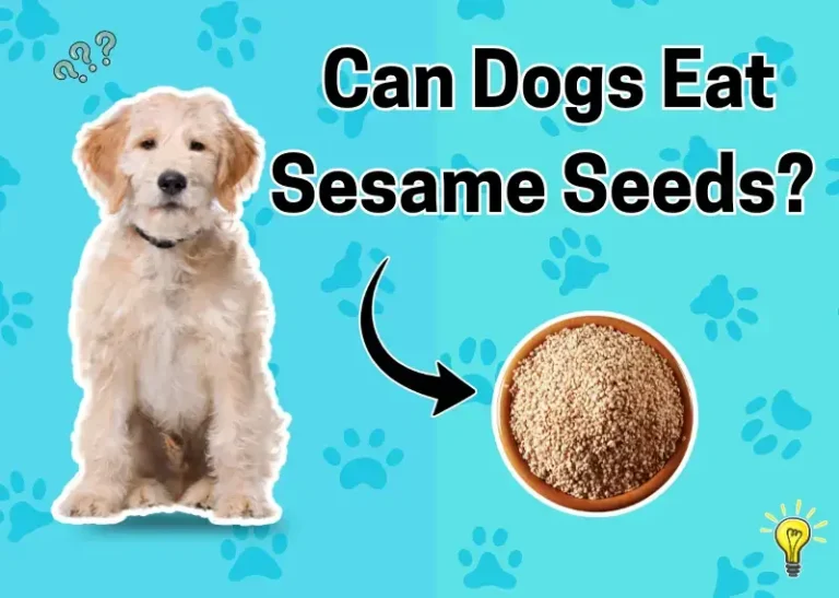 Can Dogs Eat Sesame Seeds (2)