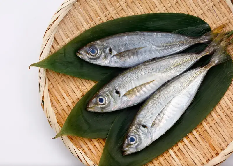 Can Dogs Eat sardines