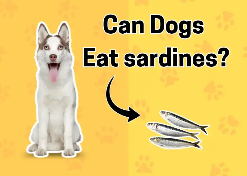 Can Dogs Eat sardines?