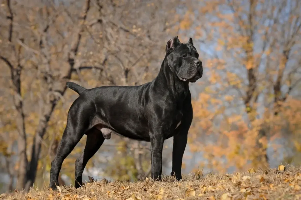 Cane Corso