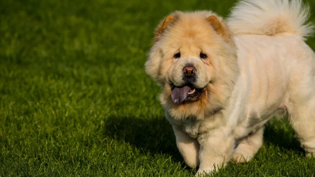 Chow Chow