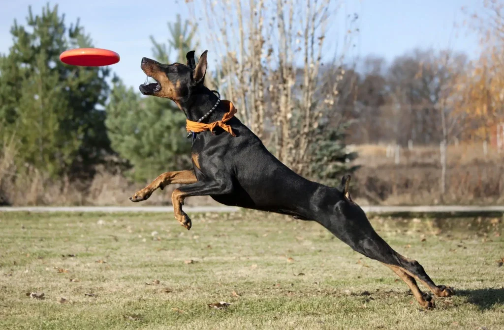 Doberman Pinscher