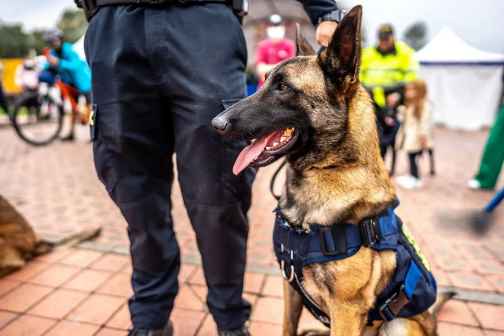 German Shepherd