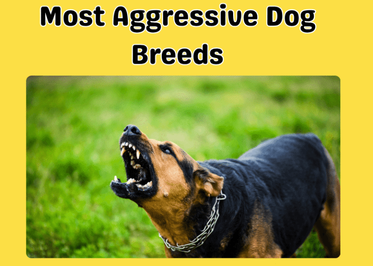 Most Aggressive Dog Breeds