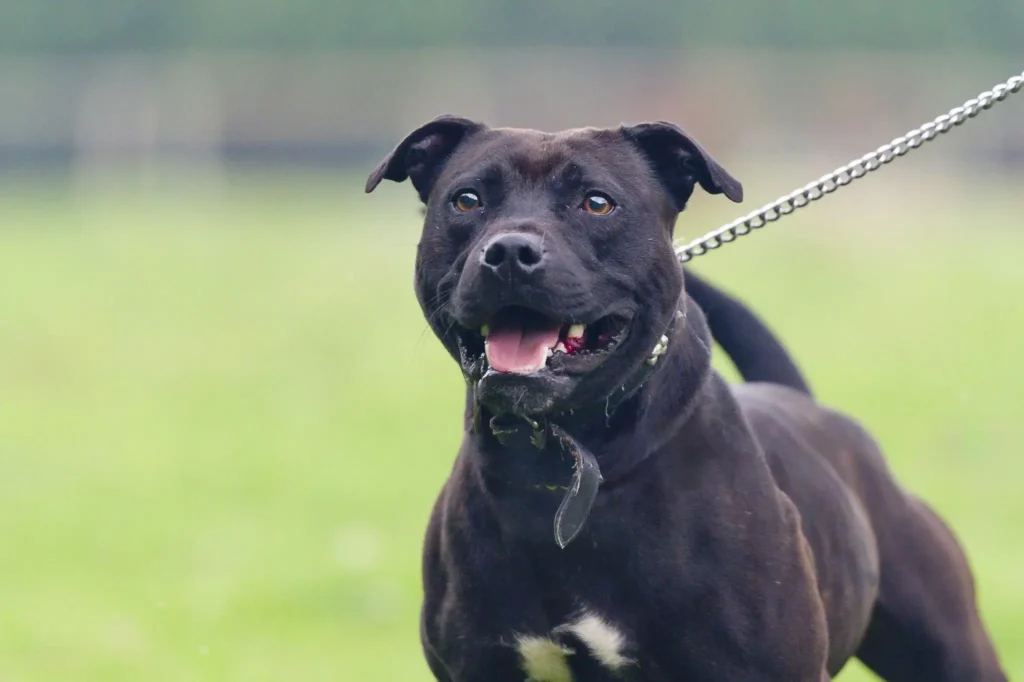 Pit Bull