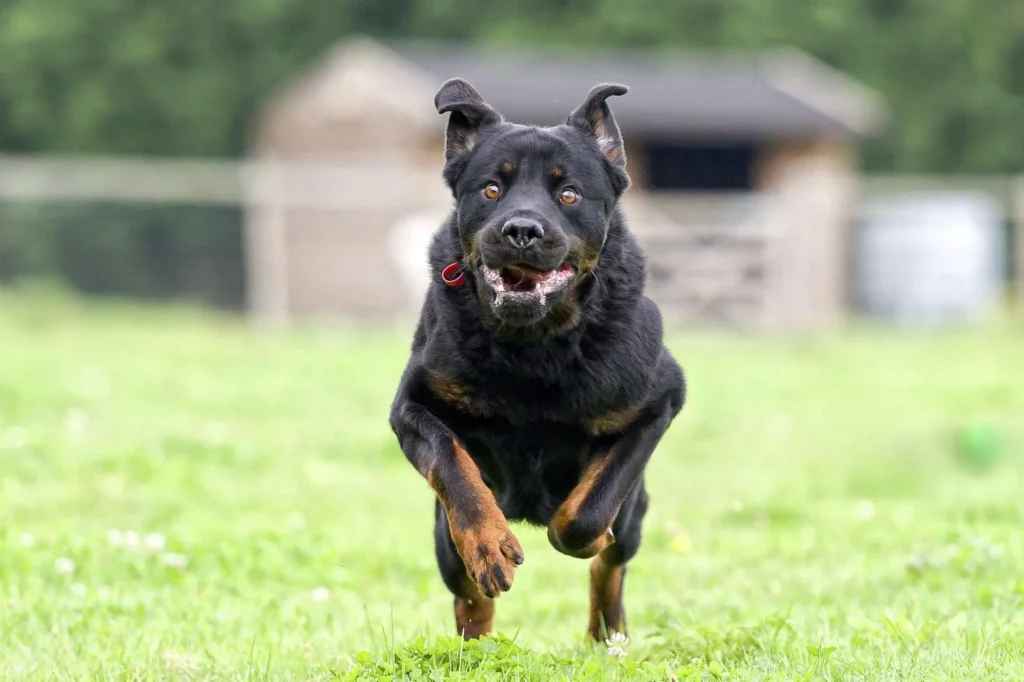 Rottweiler