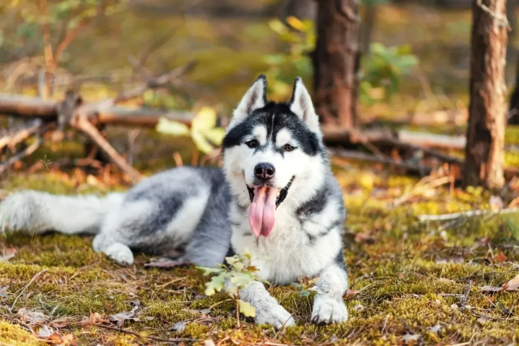 Siberian Husky